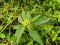 Beautiful Euphorbia heterophylla or fireplant in the garden