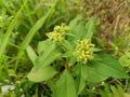 Beautiful Euphorbia heterophylla flowers or fireplant in the garden