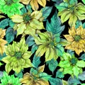 Beautiful euphorbia pulcherrima flower on black background. Seamless pattern. Fabric, wallpaper, bed linen wrapping paper design. Royalty Free Stock Photo