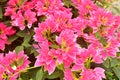 Beautiful Euphorbia Pulcherrima Pink Leaves Garden