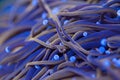 Beautiful euphyllia lps coral in coral reef aquarium tank.