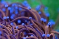 Beautiful euphyllia lps coral in coral reef aquarium tank.