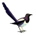 Beautiful eurasian, common magpie, european bird, pica pica, , watercolor illustration on white