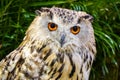 Beautiful eurasian eagle owl portrait Royalty Free Stock Photo