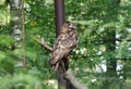 A beautiful eurasian eagle-owl sitting on branch and looking on camera and waiting for lunch or some prey. Sunny day and owl