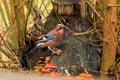 Beautiful Eurasian jay (Garrulus glandarius) in autumn