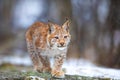 Beautiful eurasian lynx cub play in the forest at early winter Royalty Free Stock Photo