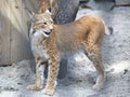Beautiful Eurasian lynx enclosure.