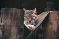 Beautiful Eurasian lynx family in the european forest lying on the rock in late autumn