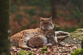 Beautiful Eurasian lynx Lynx Lynx