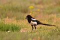 European magpie, magpie perching in the field.