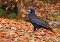 Beautiful eurasian rook Corvus frugilegus