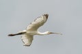 Beautiful Eurasian Spoonbill or common spoonbill Platalea leucorodia  in flight. Royalty Free Stock Photo