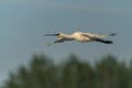 Beautiful Eurasian Spoonbill or common spoonbill Platalea leucorodia  in flight. Royalty Free Stock Photo