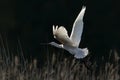 Beautiful Eurasian Spoonbill or common spoonbill Platalea leucorodia  in flight. Royalty Free Stock Photo