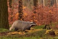 Beautiful European badger in nature