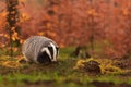 Beautiful European badger in nature