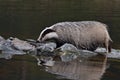 Beautiful European badger Meles meles - Eurasian badger