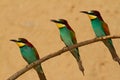 Beautiful European bee-eaters sitting on a tree branch Royalty Free Stock Photo