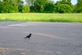 beautiful European black crow, Corvus corone jumps on asphalt, looking for material to build nest, concept of nesting and breeding