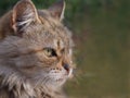 Beautiful European cat with sad eyes on a blurred background, selective focus Royalty Free Stock Photo