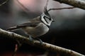 A beautiful European Crested Tit, lophophanes cristatus