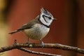 A beautiful European Crested Tit, lophophanes cristatus