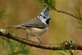 A beautiful European Crested Tit, lophophanes cristatus