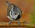 A beautiful European Crested Tit, lophophanes cristatus