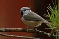 A beautiful European Crested Tit, lophophanes cristatus