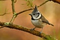 A beautiful European Crested Tit, lophophanes cristatus