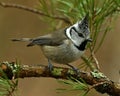 A beautiful European Crested Tit, lophophanes cristatus