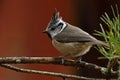 A beautiful European Crested Tit, lophophanes cristatus