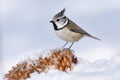 European crested tit