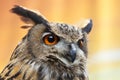 A beautiful European Eagle Owl Royalty Free Stock Photo