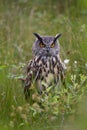 Beautiful European Eagle Owl Royalty Free Stock Photo