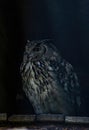 Eurasian Eagle Owl, close-up. Beautiful European eagle owl is sitting on a falconer`s hand Royalty Free Stock Photo