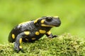 Beautiful european fire salamander on moss