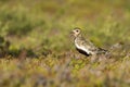 Beautiful European golden plover, Pluvialis apricaria Royalty Free Stock Photo