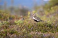 Beautiful European golden plover, Pluvialis apricaria Royalty Free Stock Photo