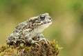 Beautiful european green toad Bufo viridis