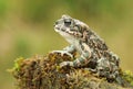 Beautiful european green toad Bufo viridis