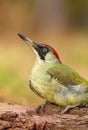 Beautiful european green woodpecker Picus viridis Royalty Free Stock Photo