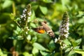 Beautiful European hummingbird looking for food among the flowers Royalty Free Stock Photo