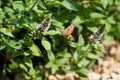 Beautiful European hummingbird looking for food among the flowers Royalty Free Stock Photo