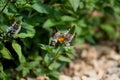 Beautiful European hummingbird looking for food among the flowers Royalty Free Stock Photo