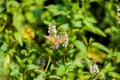 Beautiful European hummingbird looking for food among the flowers Royalty Free Stock Photo