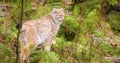 Beautiful european lynx cub walking in the forest Royalty Free Stock Photo