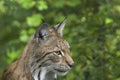 A beautiful European lynx during summer, Norrbotten, Sweden