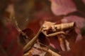 Beautiful european mantid or praying mantiss religiosa on red smoke tree leaves, coggygria cotinus. Soft focused vertical macro Royalty Free Stock Photo